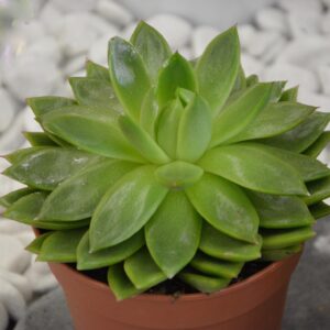 Aeonium Sunburst