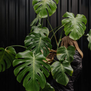 Monstera Deliciosa