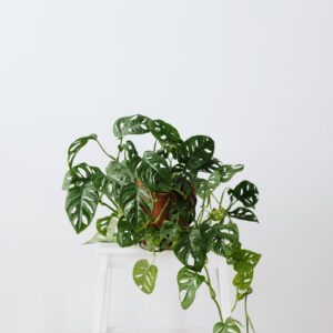 Monstera Monkey Mask