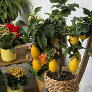 Citronnier