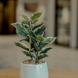 Ficus Benjamina "Variegata"