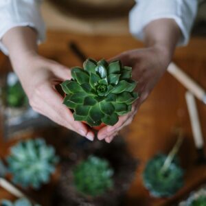 Aeonium Green Ballerina