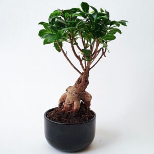 Ficus Ginseng
