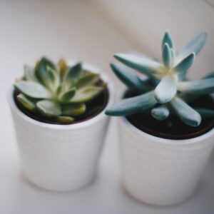 Duo de Succulentes
