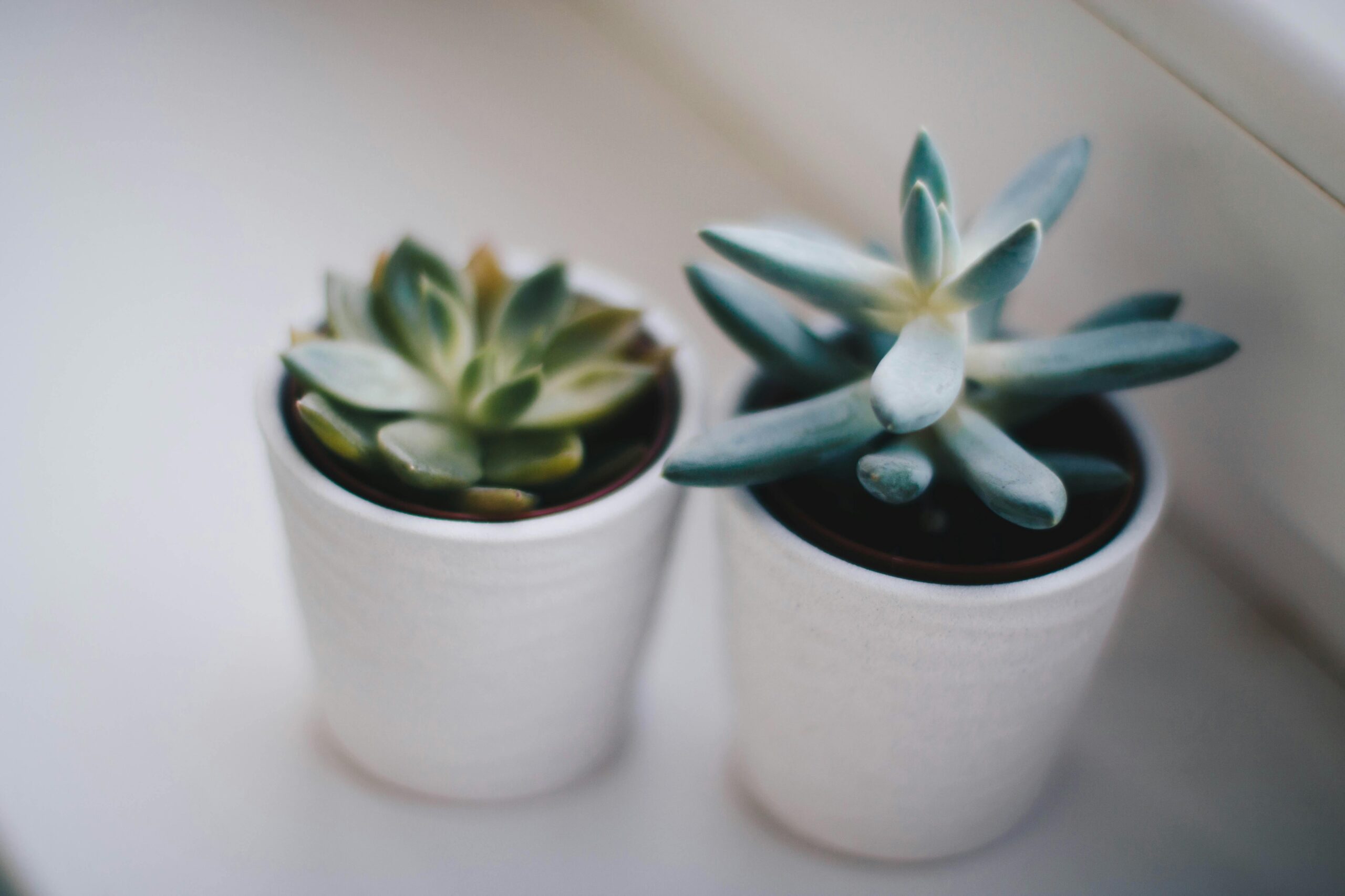 Duo de Succulentes