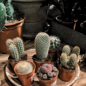 Lot de 7 Cactus