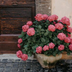 Hortensia Rose