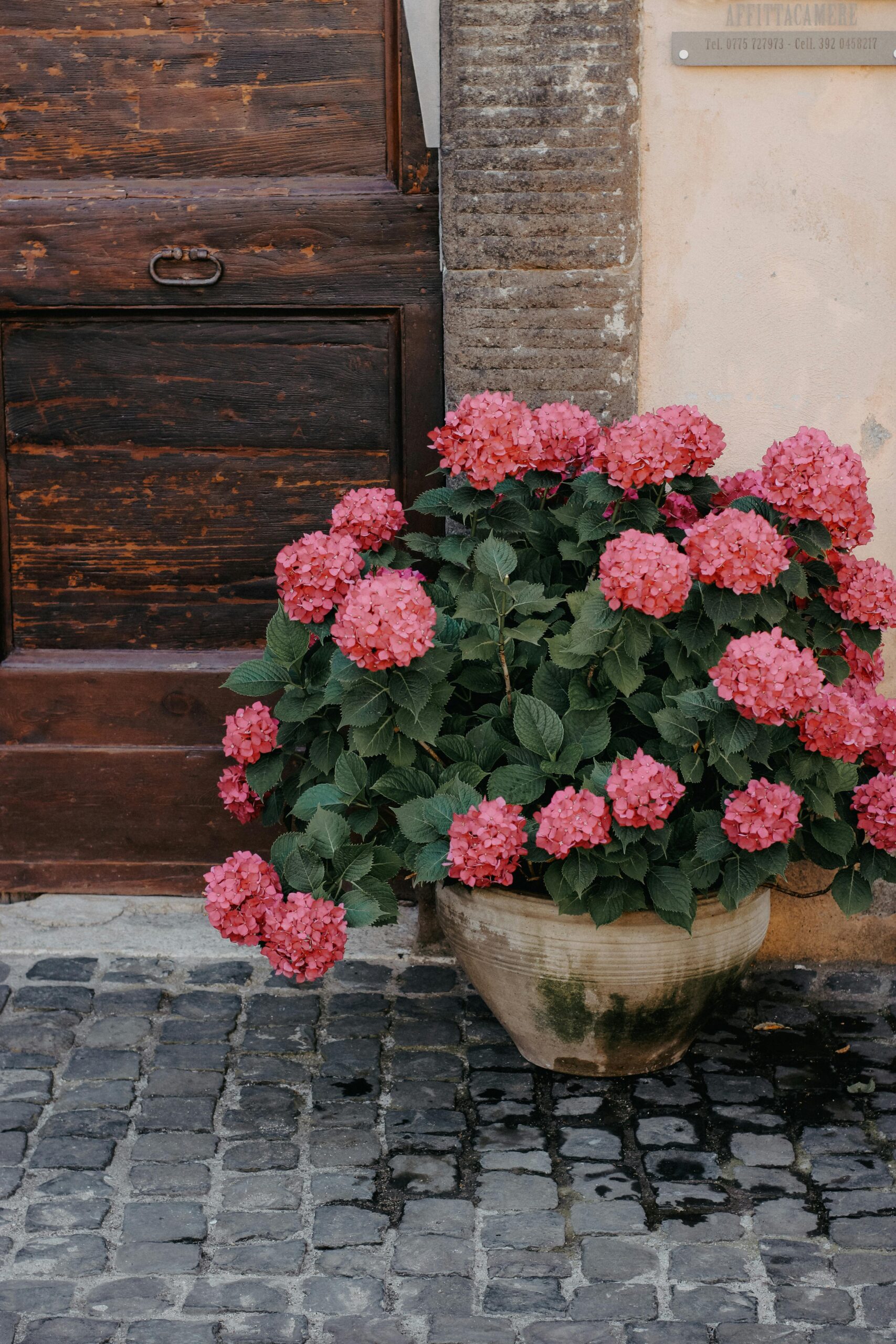 Hortensia Rose