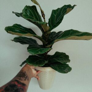 Ficus Lyrata