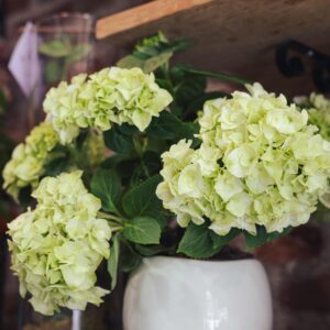 Hortensia Blanche
