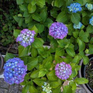 Hortensia Bleu
